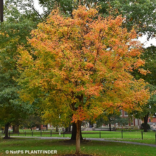 ACER TRIFLORUM