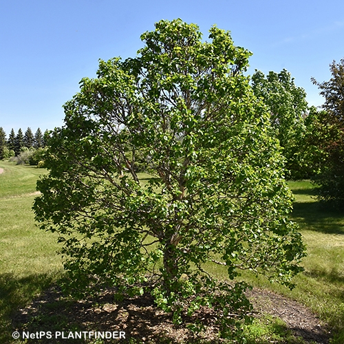 BETULA COS CINNAMON CURLS