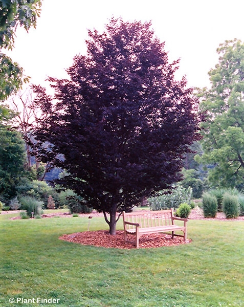 FAGUS SYL ROHANII