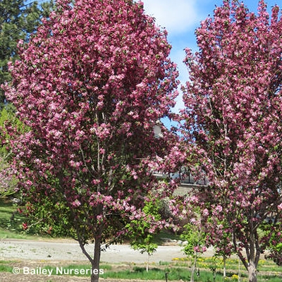 MALUS COURAGEOUS