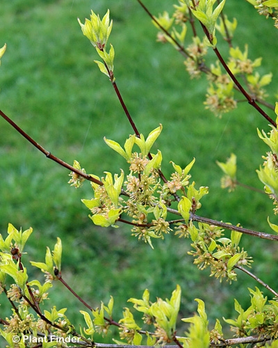 CORNUS RUT AURORA