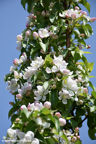 MALUS GREEN WALL SPIRE