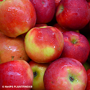 MALUS CRIMSON CRISP