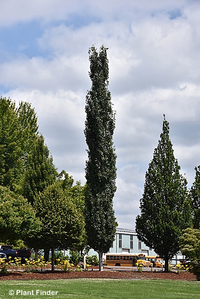 POPULUS TRE MOUNTAIN SENTINEL