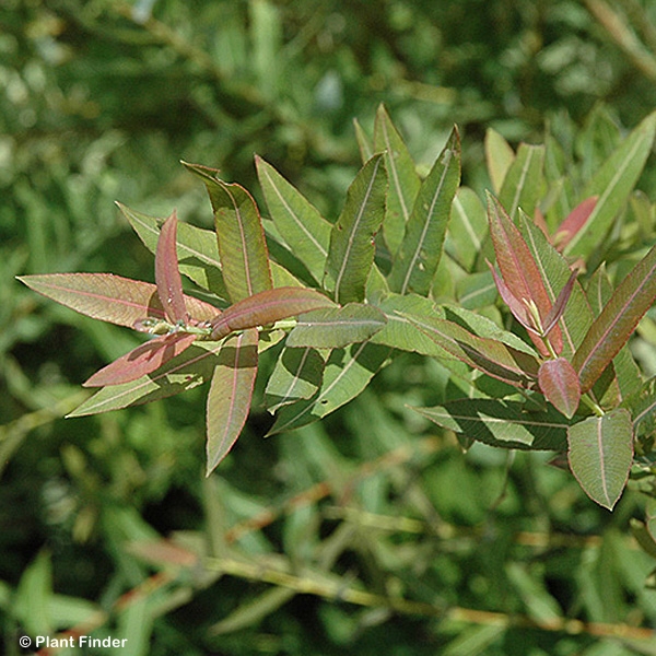 SALIX INTEGRA FLAMINGO