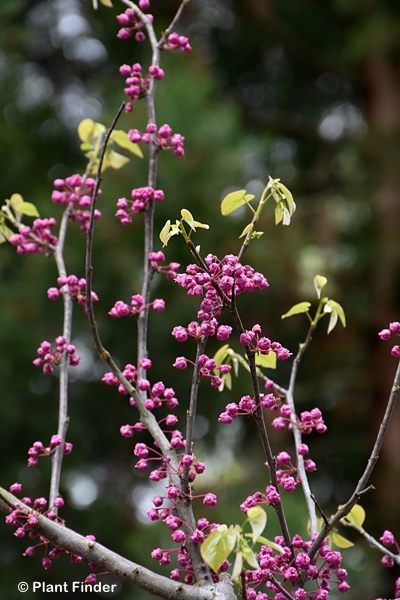 CERCIS CAN PINK POM POMS