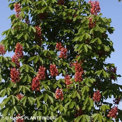 AESCULUS X BUS MYSTIC RUBY