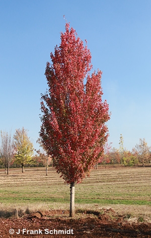 ACER RUB RED SENTINEL