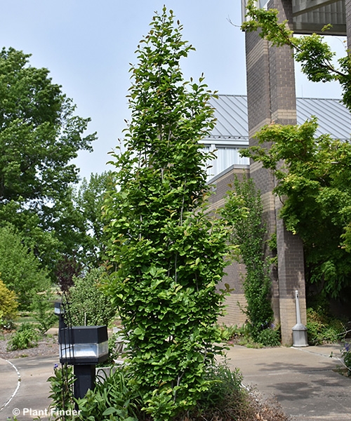 PARROTIA PER GOLDEN BELLTOWER