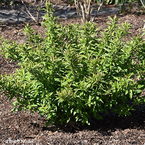 CORNUS ALBA RED GNOME