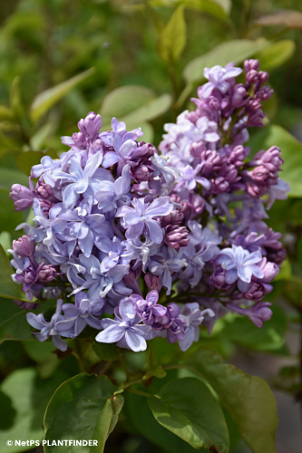 SYRINGA VUL NADEZHDA