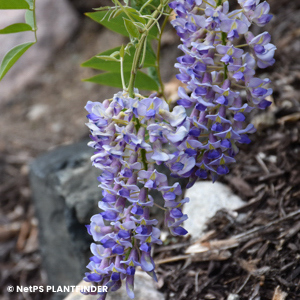 WISTERIA MAC BLUE MOON