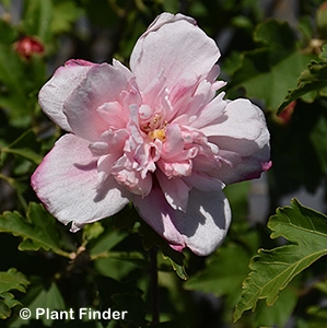 HIBISCUS SYR DOUBLE PINK