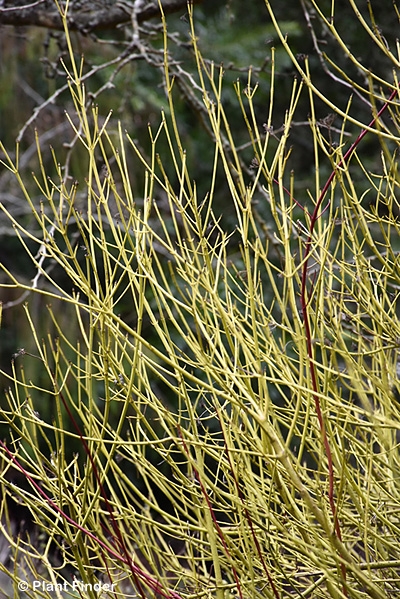 CORNUS SER FLAVIRAMEA