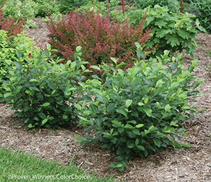 ARONIA MEL LOW SCAPE HEDGER