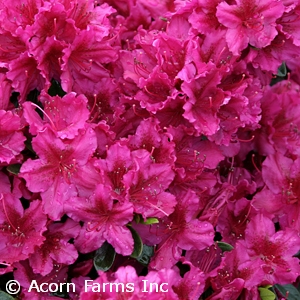 Zone Search - Acorn Farms Wholesale Nursery-bulk wholesale trees, shrubs,  perennials, roses, annuals for green industry