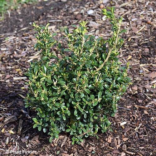 BUXUS INDEPENDENCE