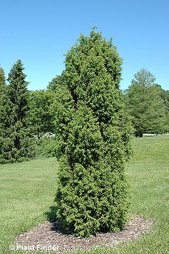 JUNIPERUS COM PENCIL POINT