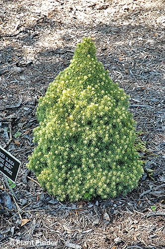 PICEA GLAUCA PIXIE DUST