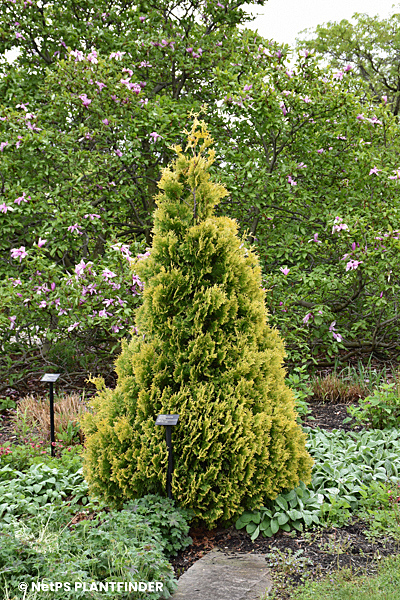 THUJA OCC GOLD DROP