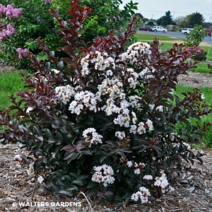 LAGERSTROEMIA LIKE A LATTE