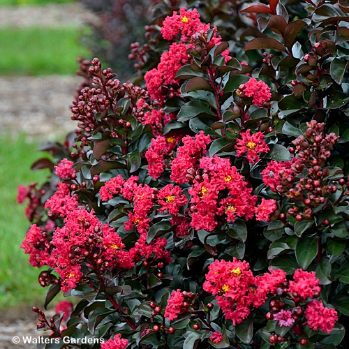 LAGERSTROEMIA CHERRY MOCHA