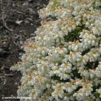 PIERIS JAP PRELUDE