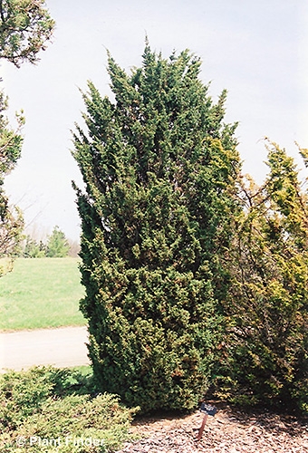 JUNIPERUS CHI BLAAUW