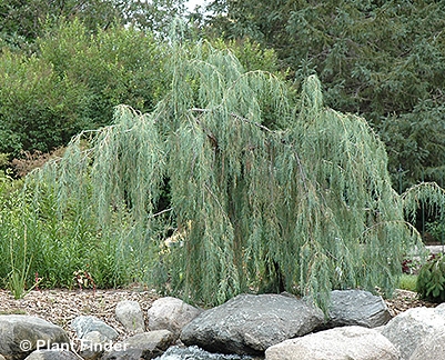 JUNIPERUS SCO TOLLESONS WEEP