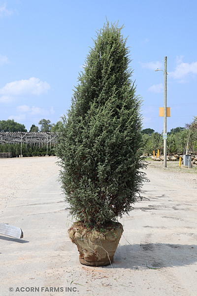 JUNIPERUS COM HIBERNICA