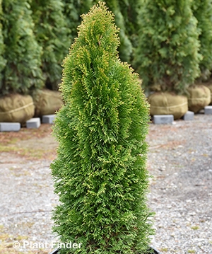 THUJA OCC EMERALD PETITE