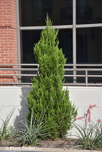 JUNIPERUS VIR EMERALD FEATHER