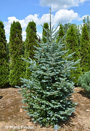 ABIES KOREOCARPA