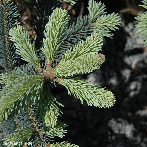 ABIES LAS GLAUCA COMPACTA