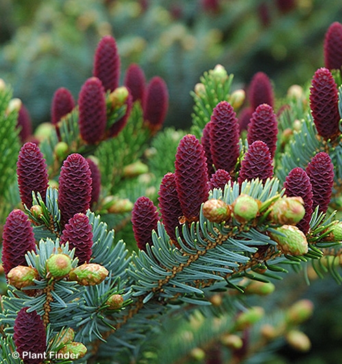 PICEA ABIES ACROCONA