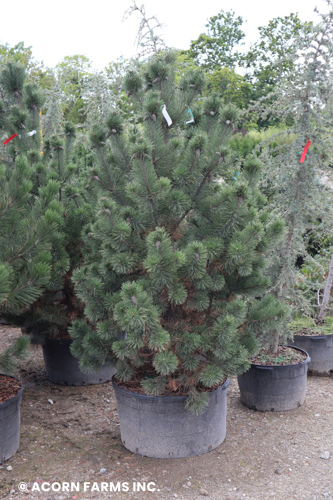 PINUS MUGO LA CABANA