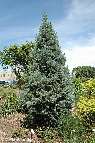 PICEA PUN FASTIGIATA