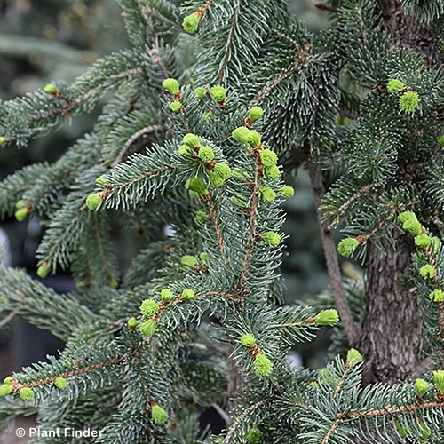 PICEA MAR WELLSPIRE