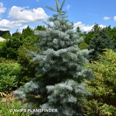 ABIES CONCOLOR BLUE CLOAK