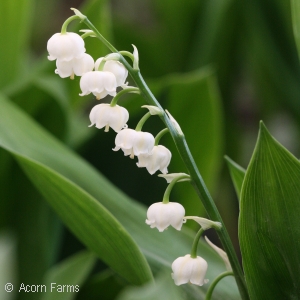 Buy Lily Of The Valley Wholesale, Convallaria Majalis Plants