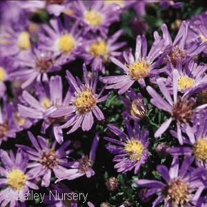 ASTER WOODS BLUE