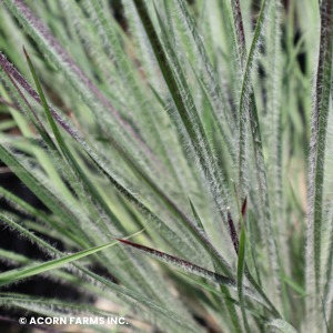 SCHIZACHYRIUM HA HA TONKA