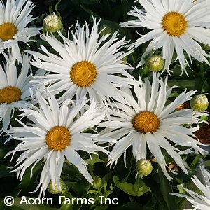 Leucanthemum AMAZING DAISIES® 'Marshmallow' - Garden Crossings