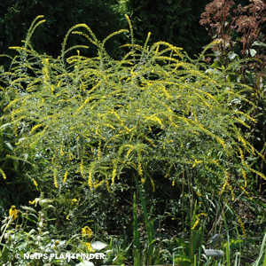 SOLIDAGO REGOSA FIREWORKS