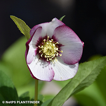 HELLEBORUS FRENCH KISS