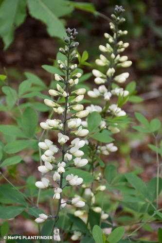 BAPTISIA ALBA