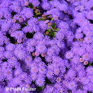 AGERATUM HYBRID BUMBLE BLUE