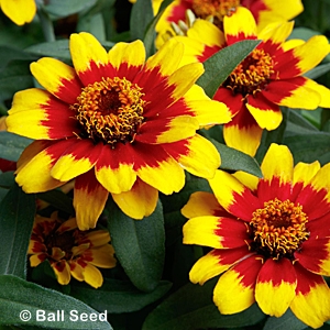 ZINNIA RED YELLOW BICOLOR