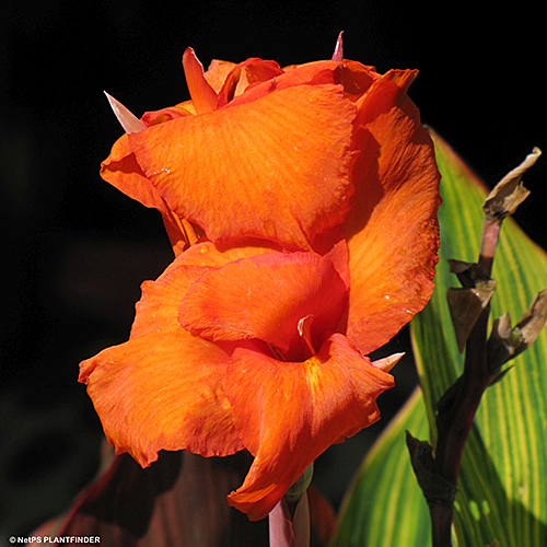 CANNA PRETORIA ORANGE