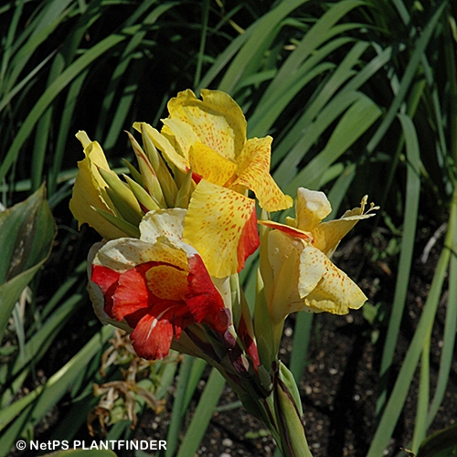 CANNA CLEOPATRA